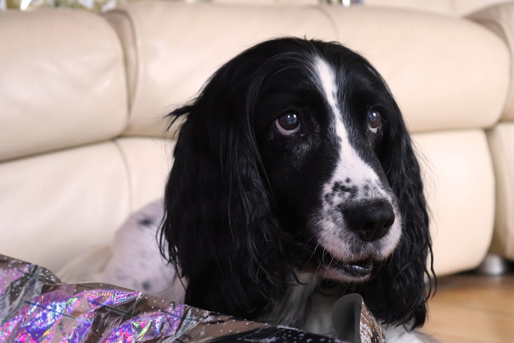 perro de pelo largo blanco y negro sobre textil floral rosa y blanco