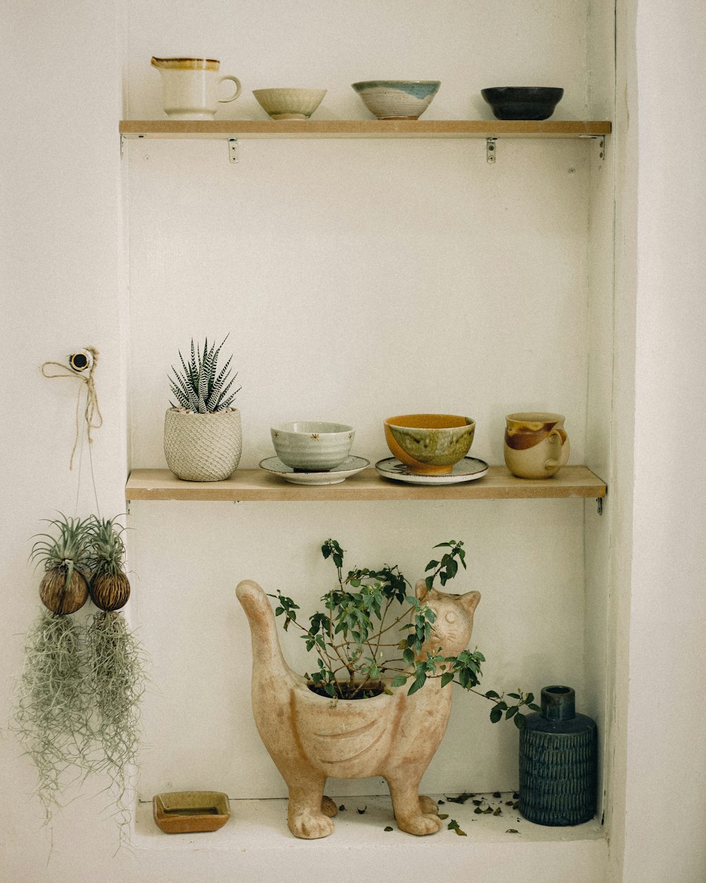 green cactus plants on white ceramic bowls