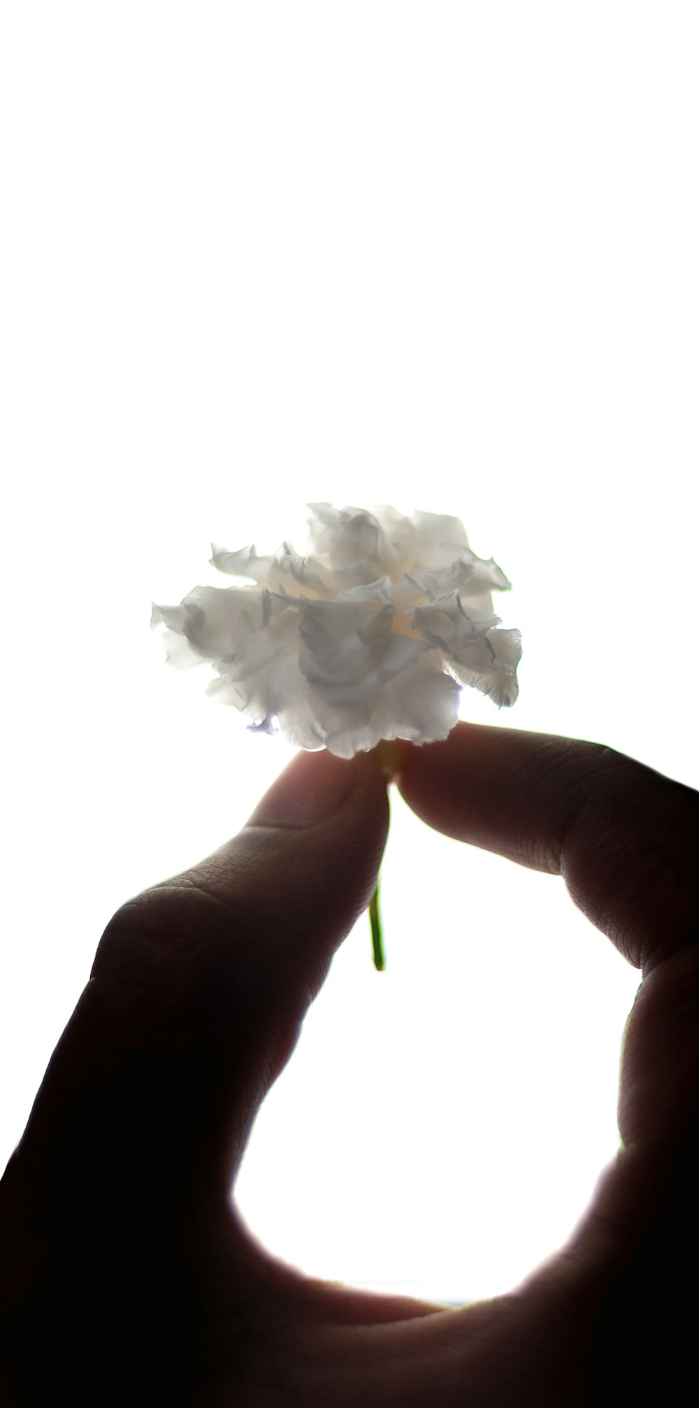 Person holding a white flower in front of white background