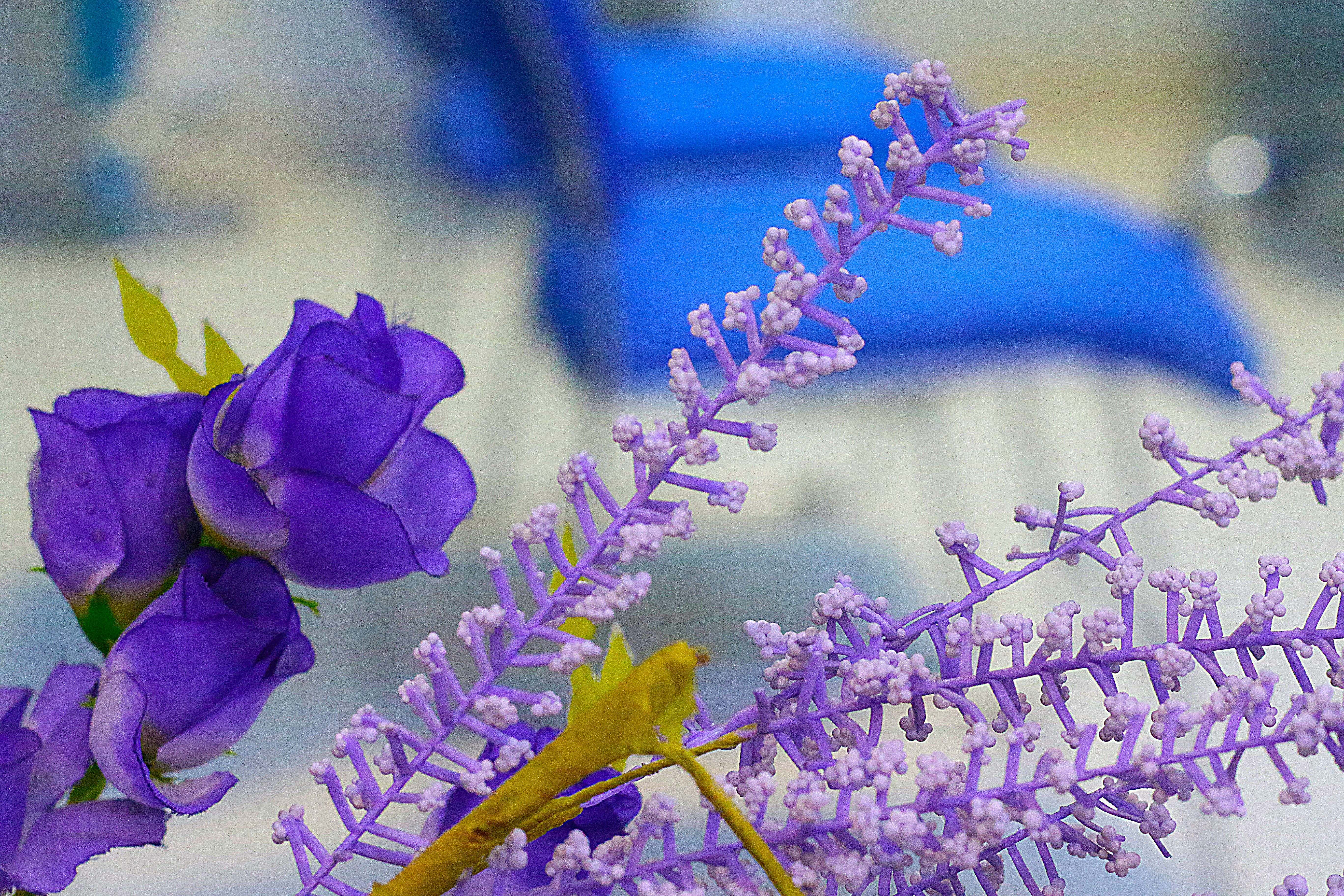 purple flower in tilt shift lens