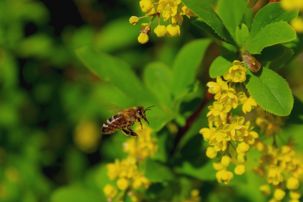 abeja negra y amarilla sobre flor amarilla
