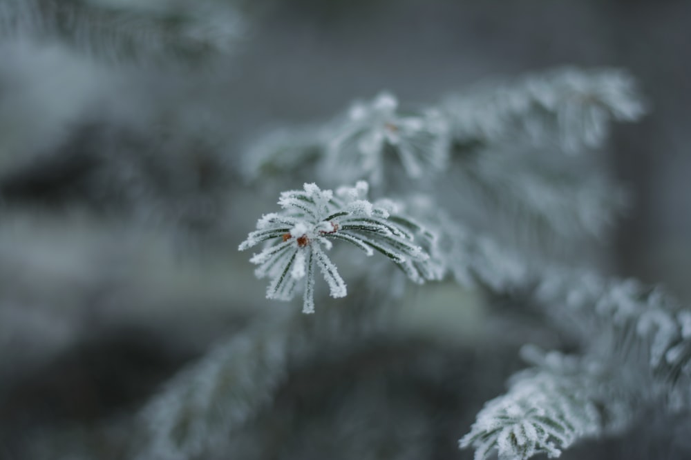 Hoja verde cubierta de nieve en lente de cambio de inclinación