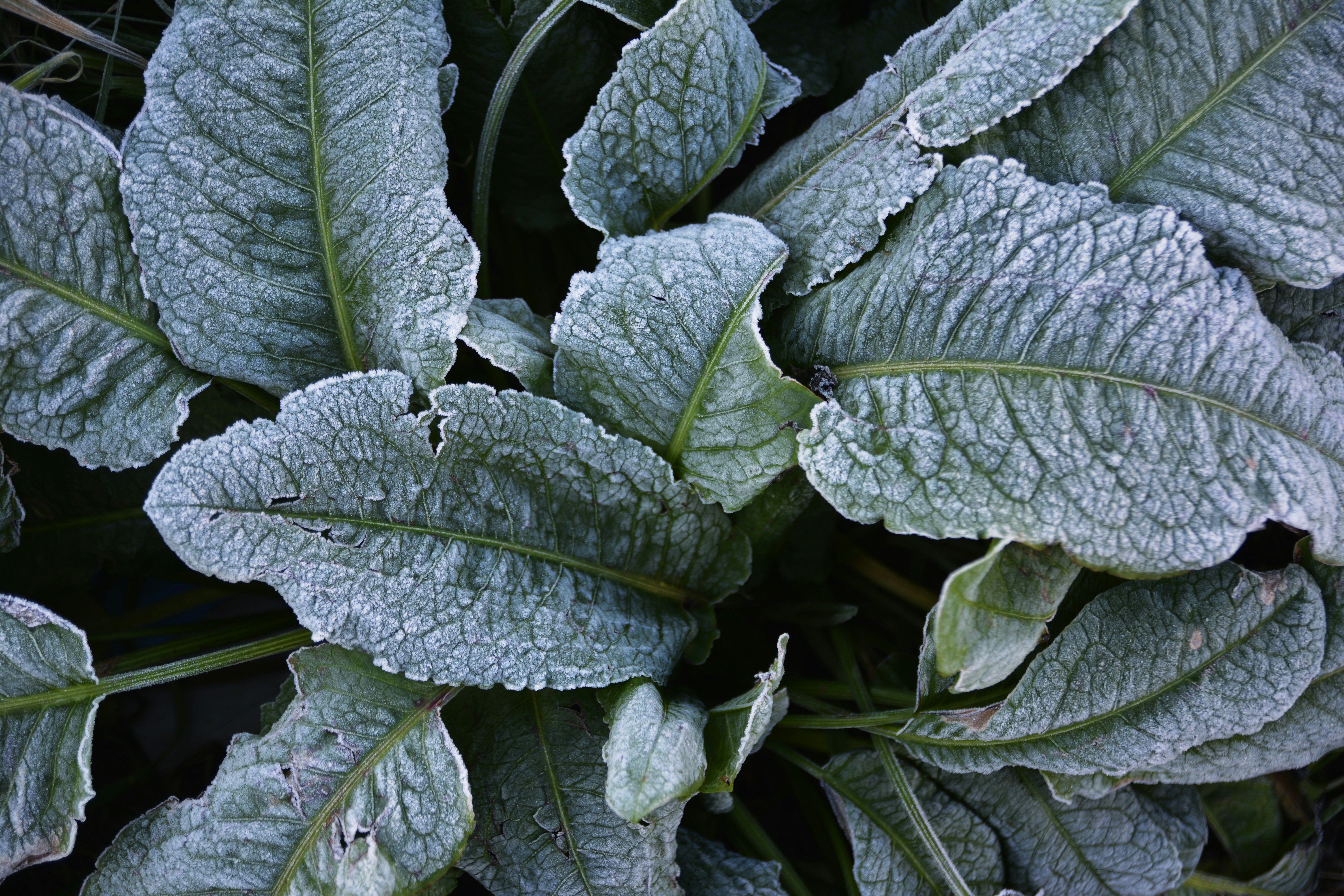 Saisonales im Februar