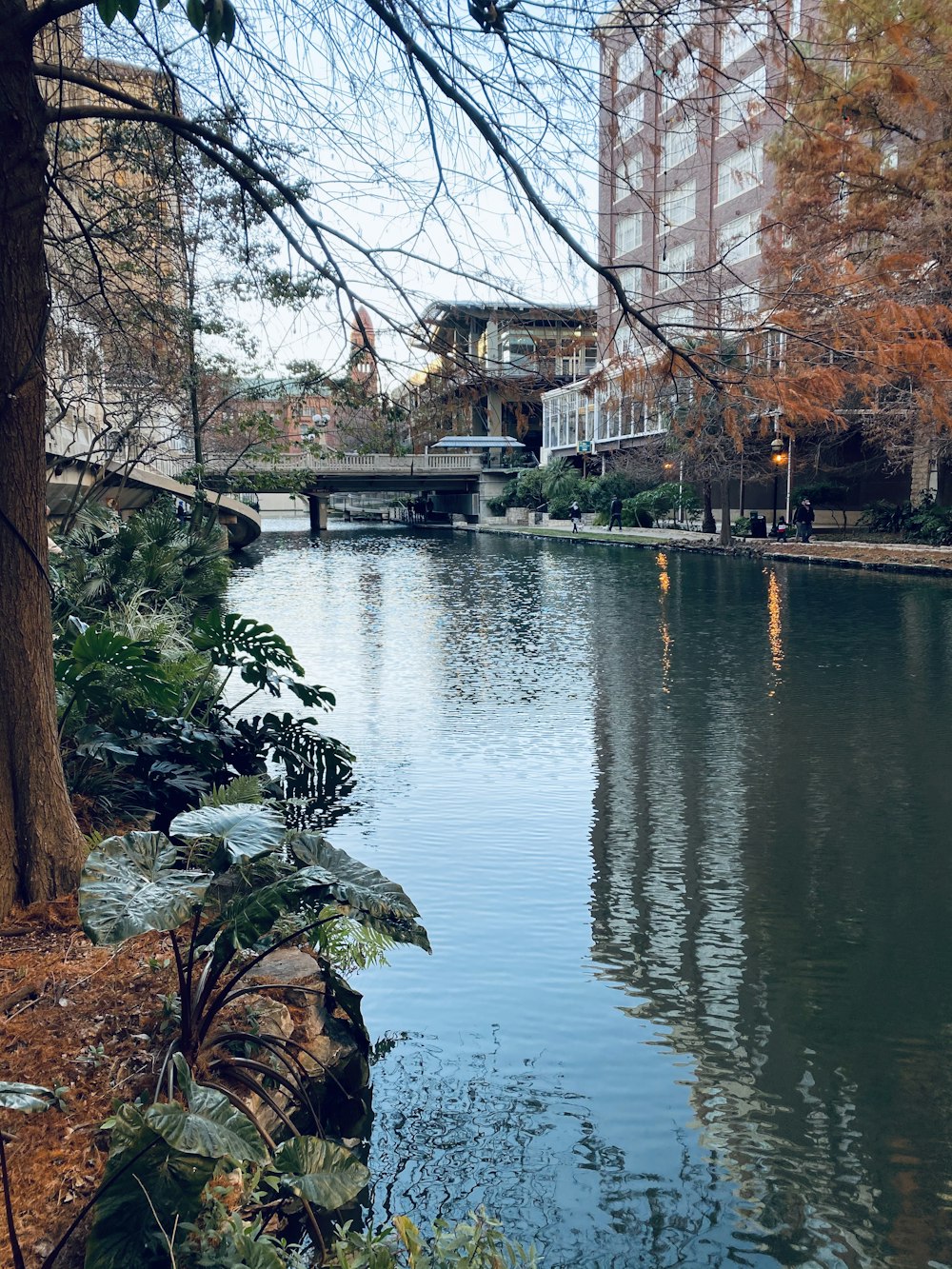 brown trees beside river during daytime