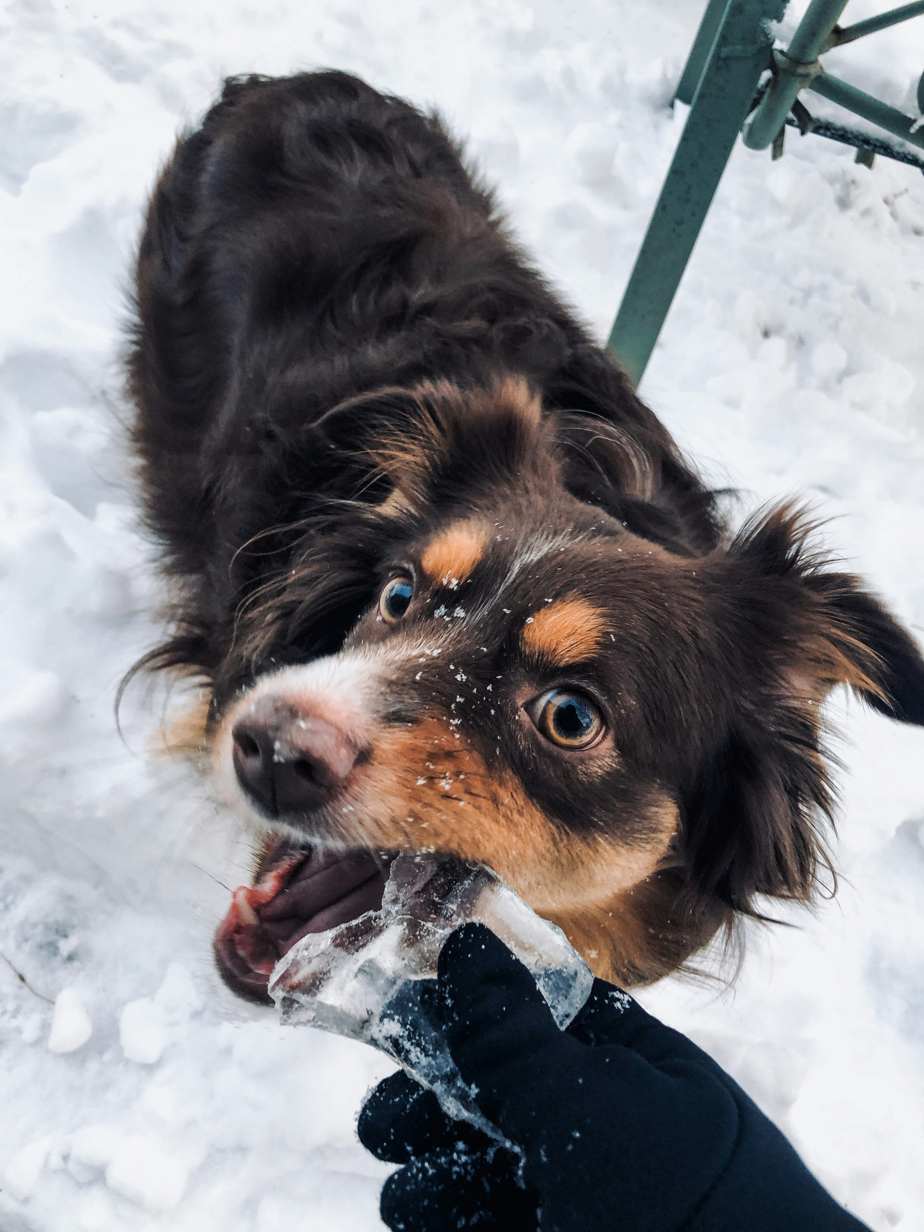 Un perro blanco y negro tendido en la nieve foto – Imagen de Animal  gratuita en Unsplash, image size:3000x4000