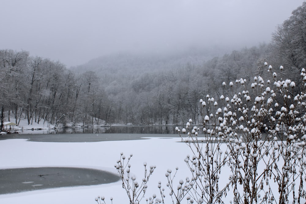 white flowers on body of water during daytime