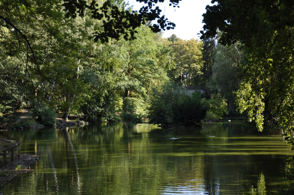 Grüne Bäume am Fluss während des Tages