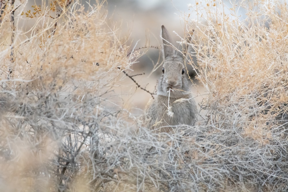 gray rabbit on brown grass field during daytime