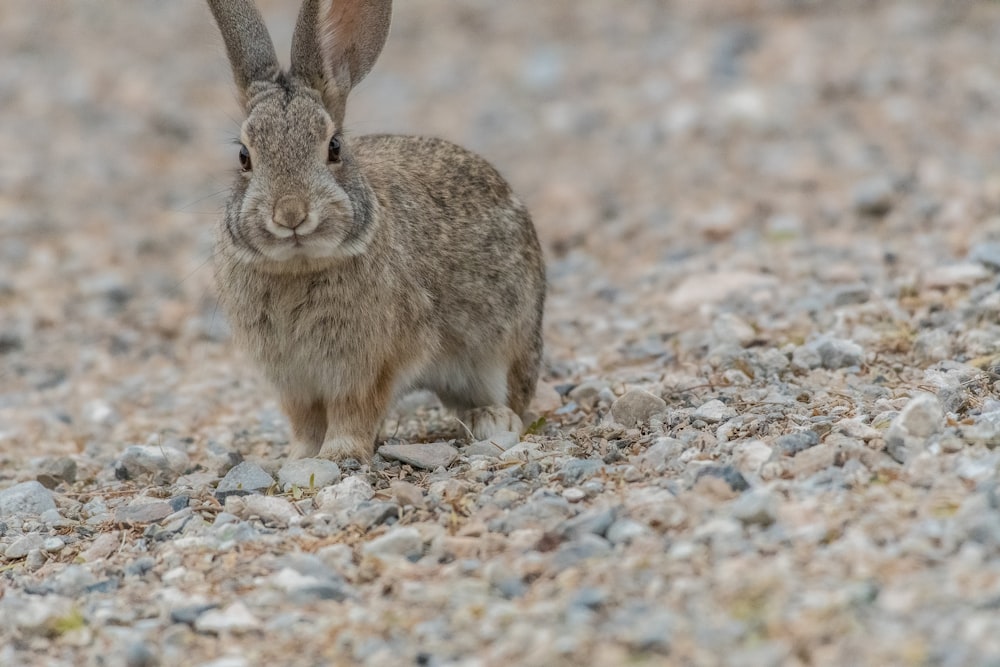 brown rabbit on brown and gray rocky ground during daytime