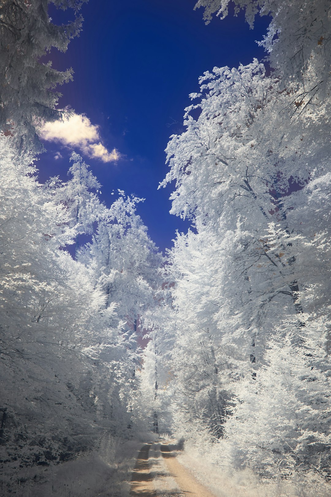 white trees covered by snow during daytime