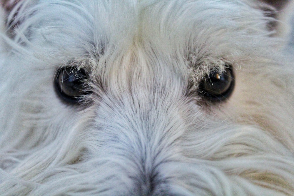 white long coat small dog