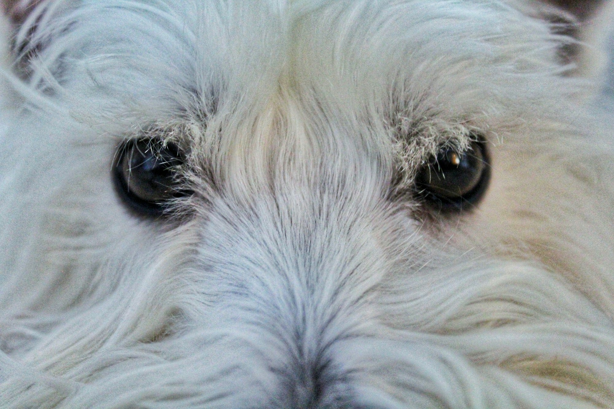 westie, close up, white dog, west highland terrier, dog, puppy, dog eyes, dramatic dog