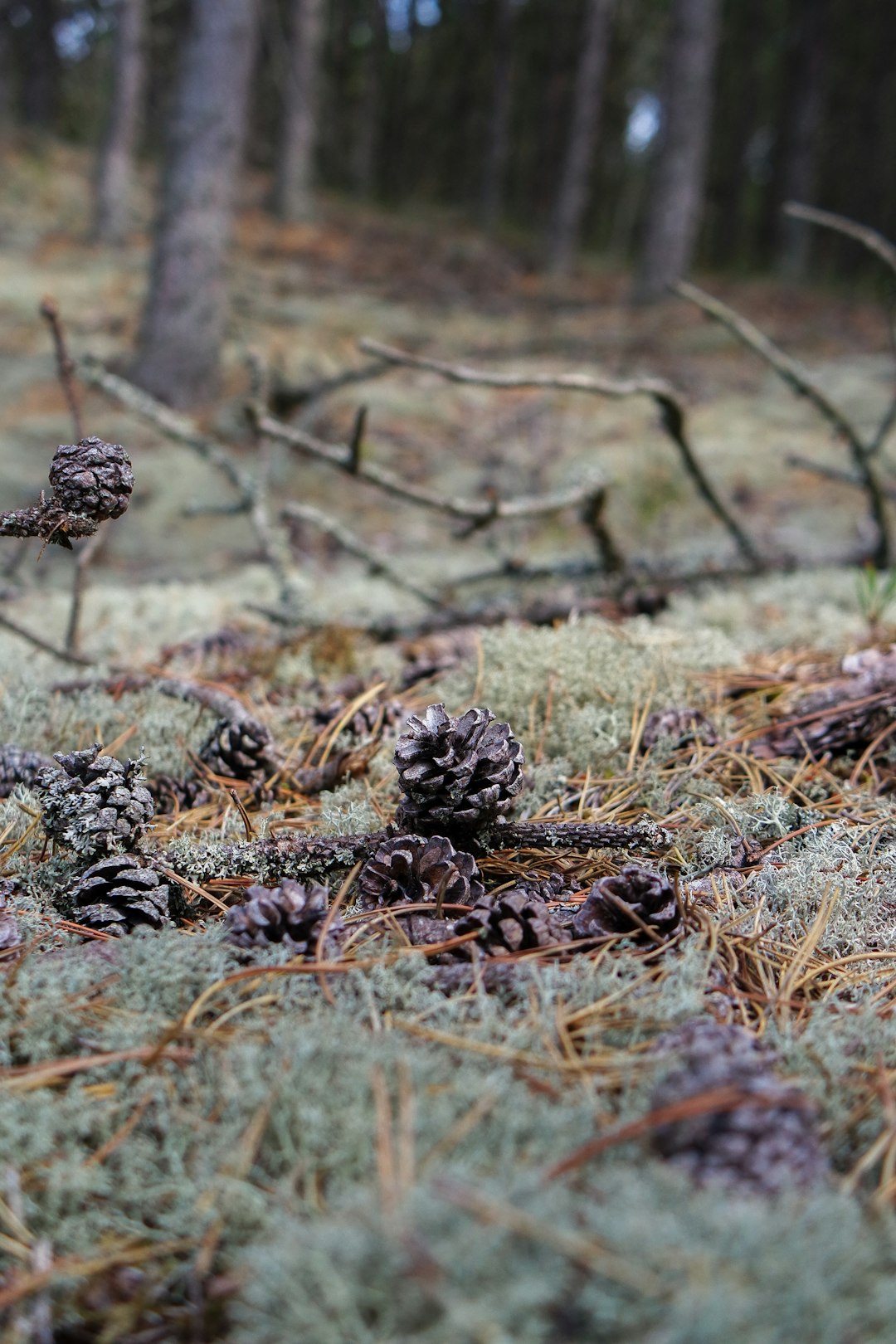 brown pine cones on brown grass
