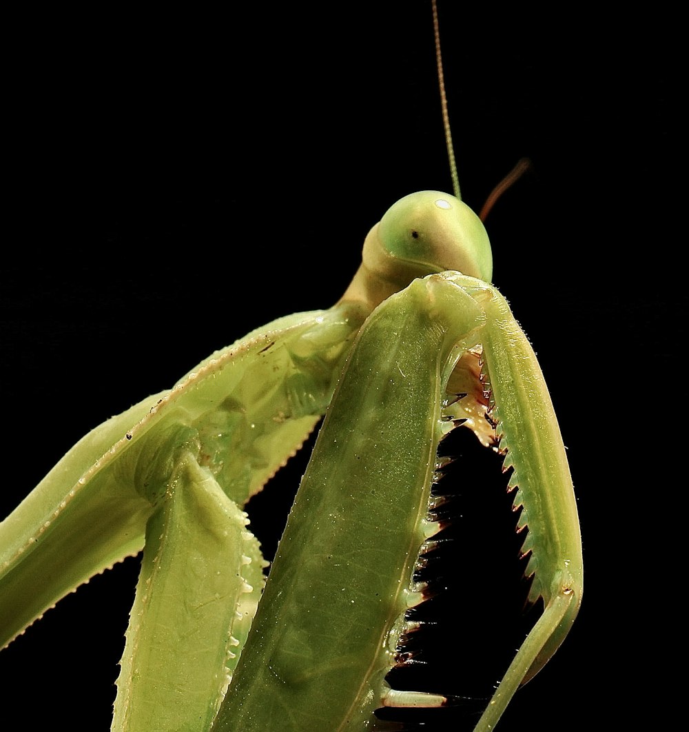 green praying mantis in close up photography