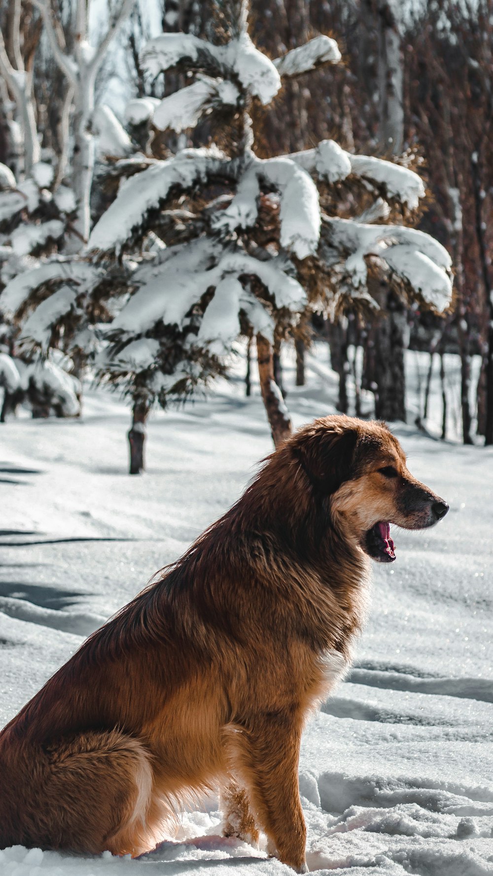 brown long coated dog on snow covered ground during daytime