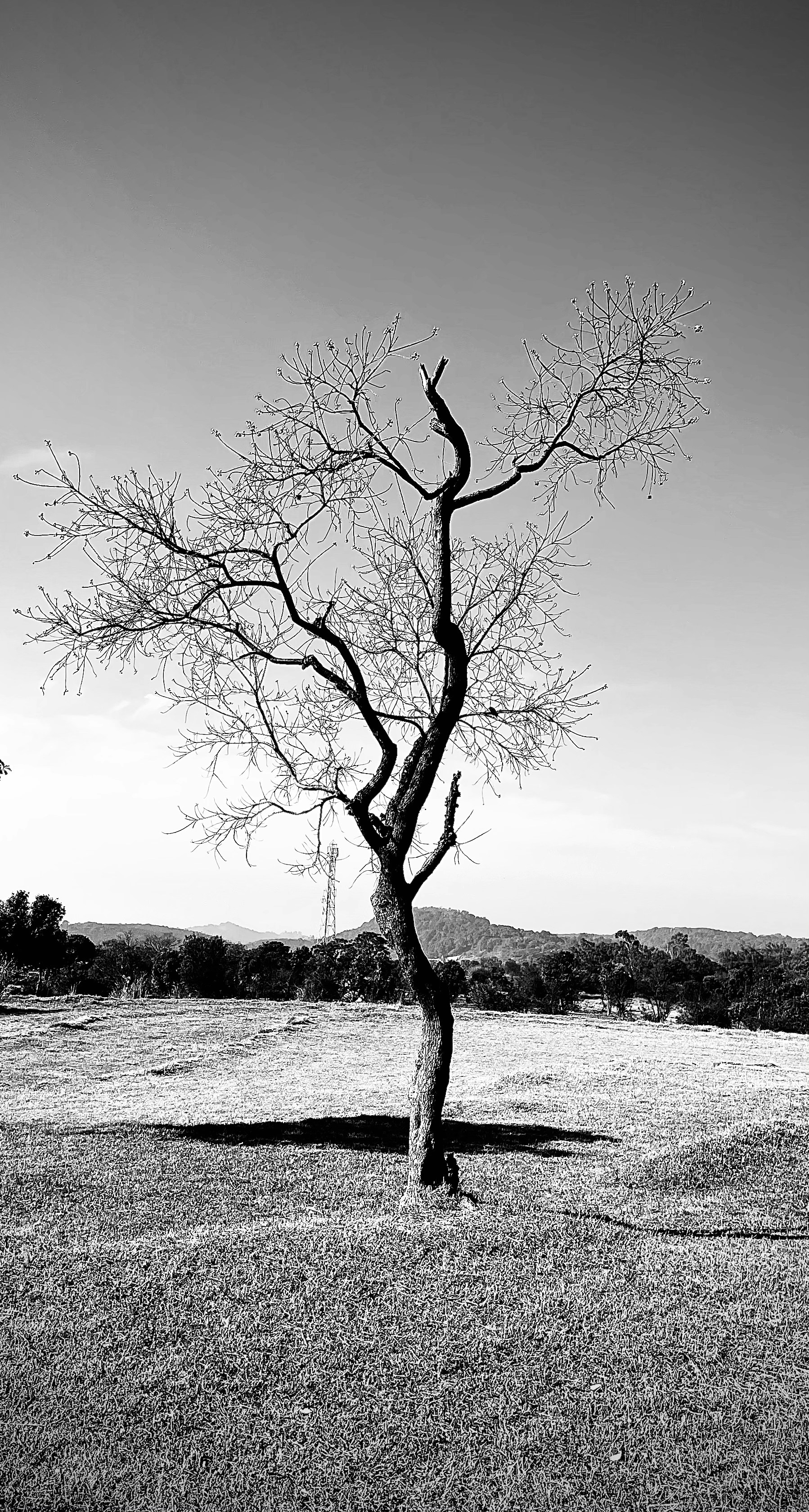 grayscale photo of leafless tree near body of water