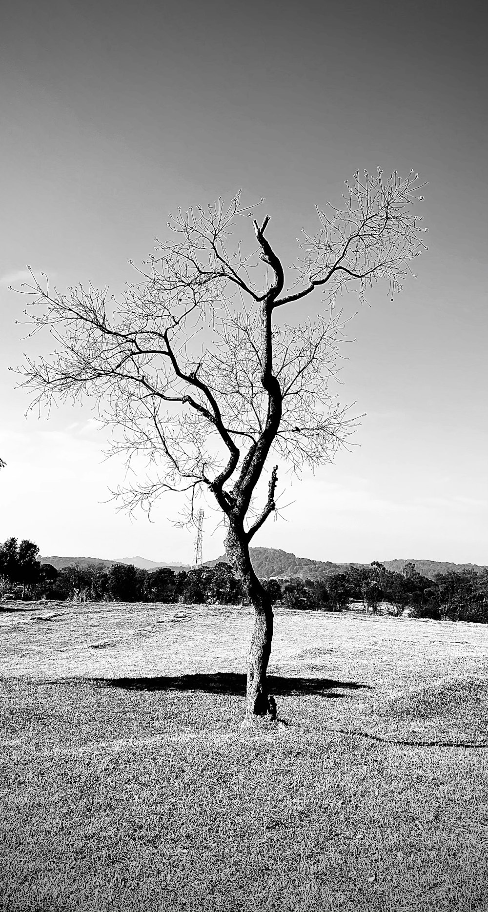 grayscale photo of leafless tree near body of water