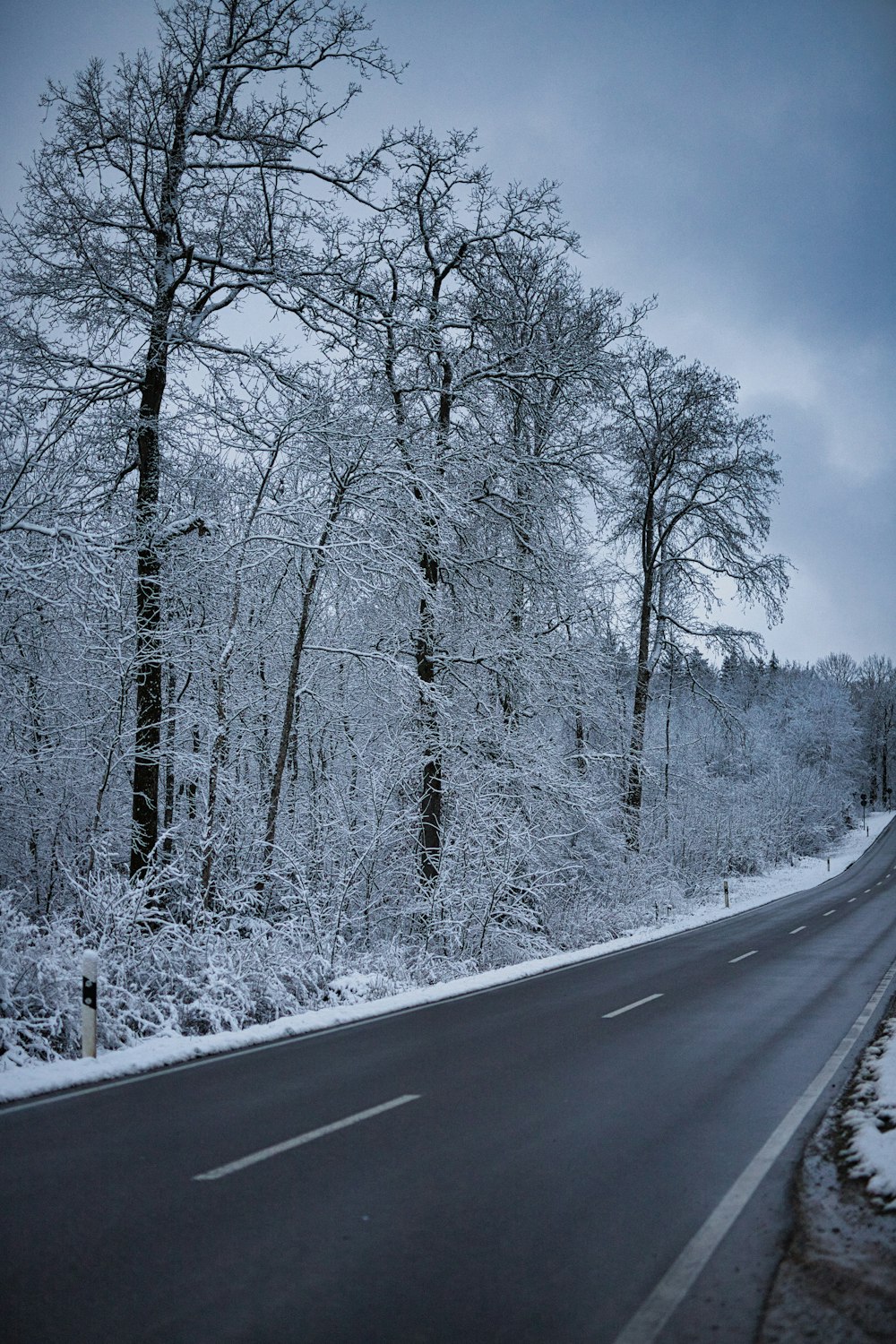 arbres enneigés au bord de la route sous ciel bleu pendant la journée