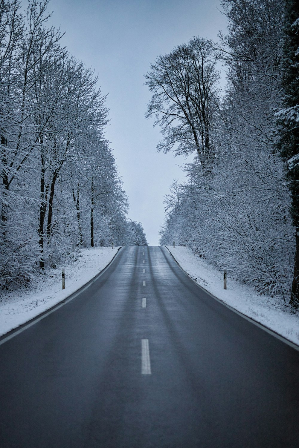 strada grigia tra alberi spogli coperti di neve durante il giorno