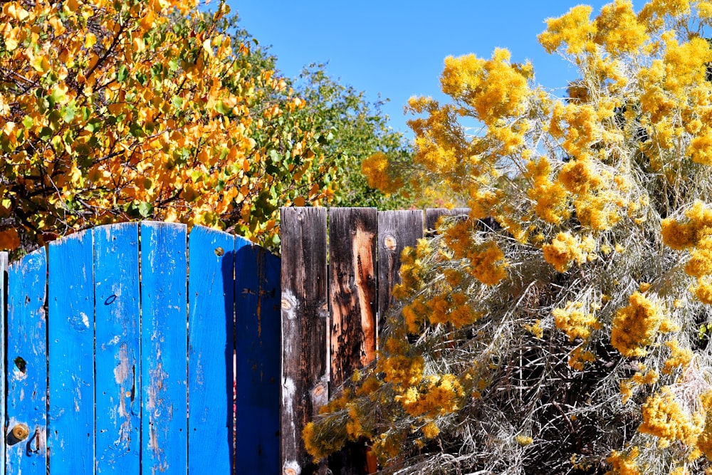 recinzione di legno blu vicino all'albero a foglia gialla e verde durante il giorno