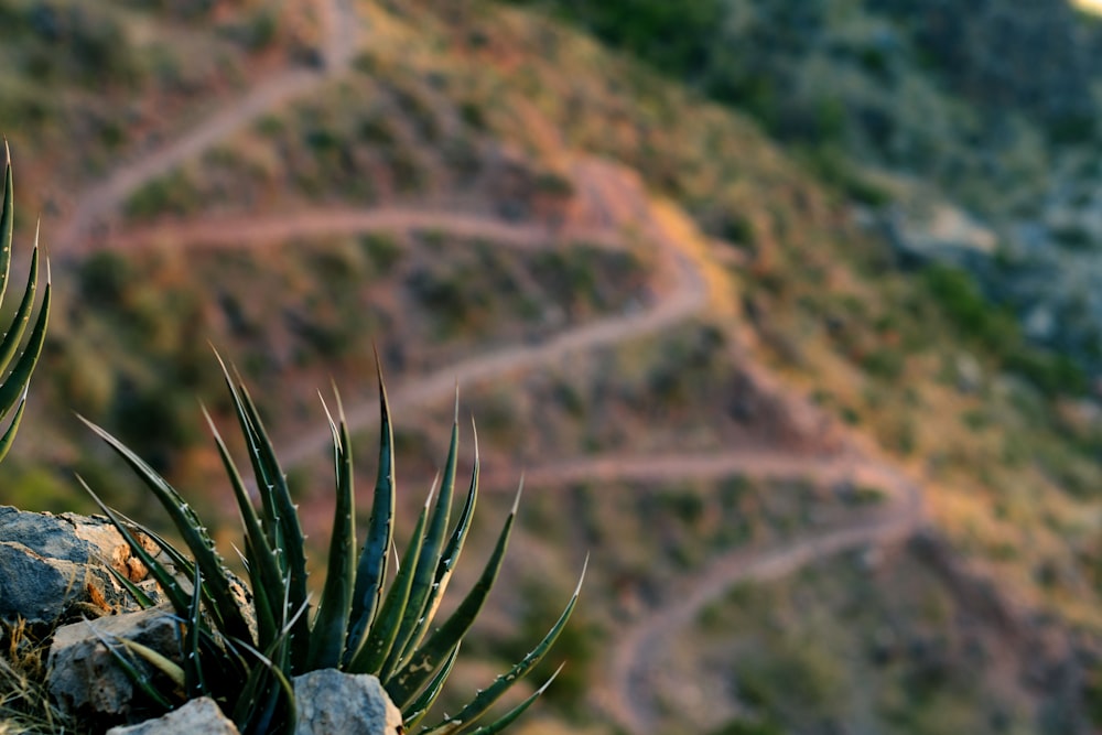 green plant on brown rock