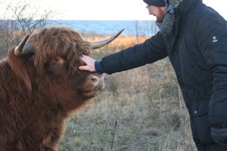 A close-up of a fluffy mini highland cow gently nuzzling a visitor's hand on a sunny day at Mini Moo Mountain.