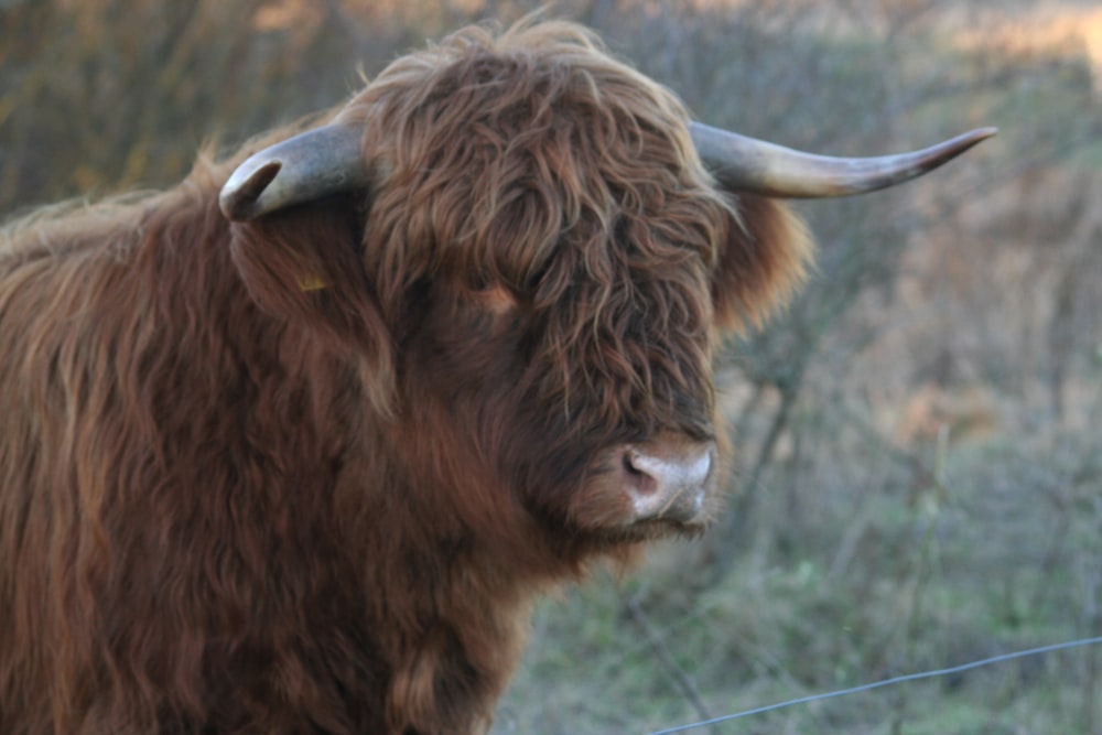 brown yak on green grass field during daytime