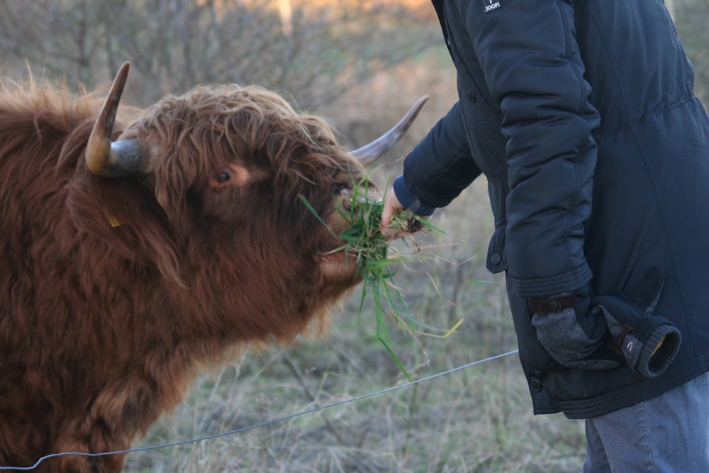 person in black jacket feeding brown cow