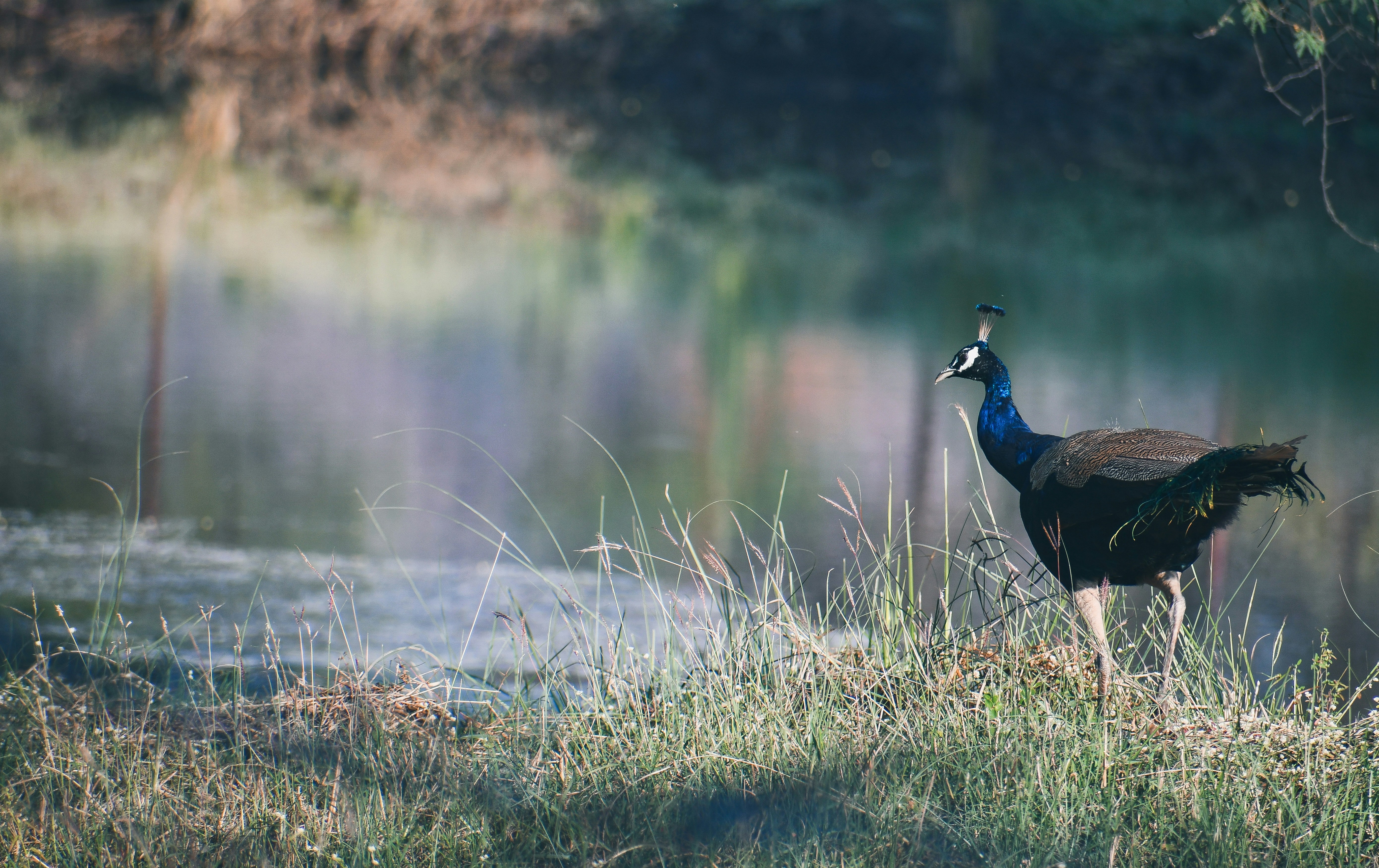 Photo by abhishek_raj