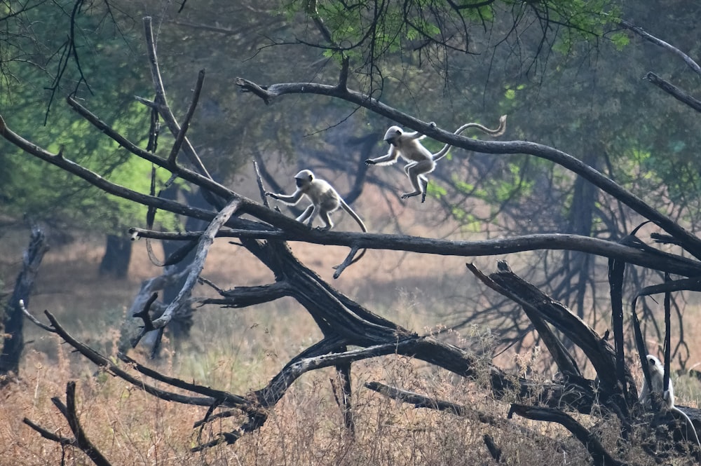 flock of birds on tree branch during daytime