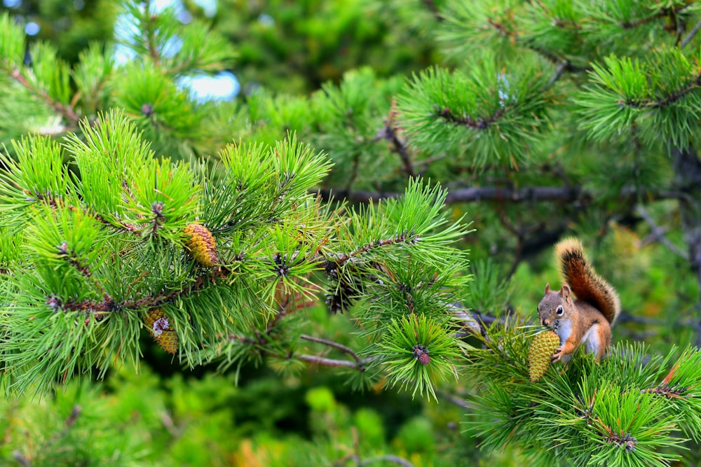 brown and black small fruits on green plant