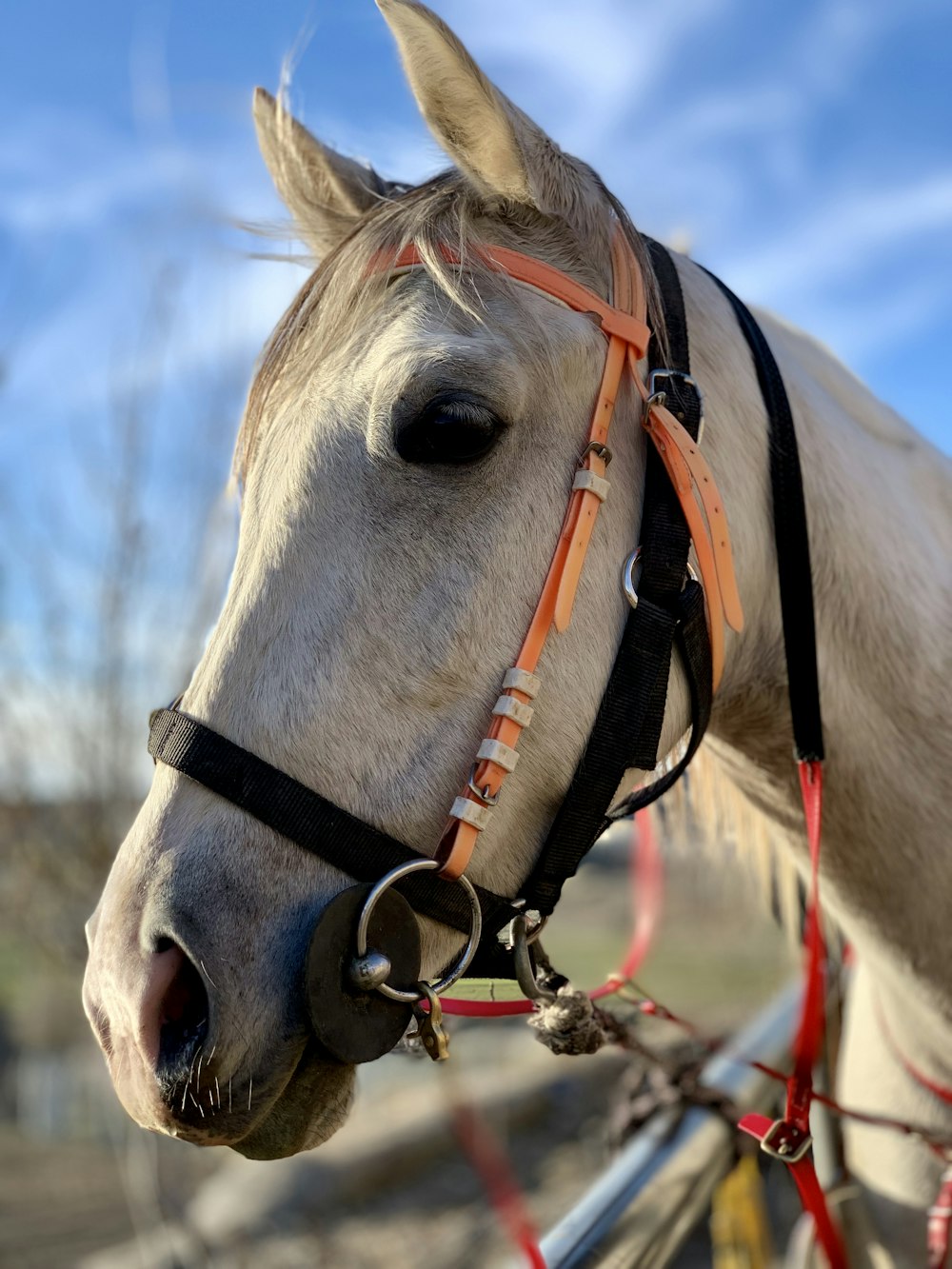 Cheval blanc avec lanière en cuir marron