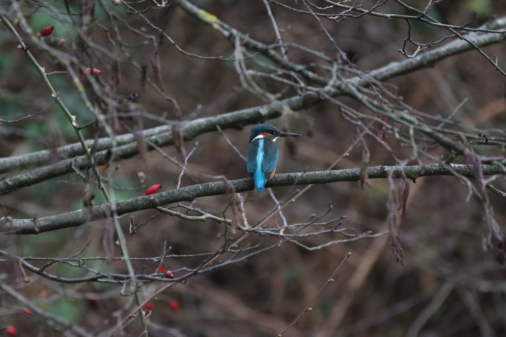 pájaro azul en la rama marrón del árbol durante el día