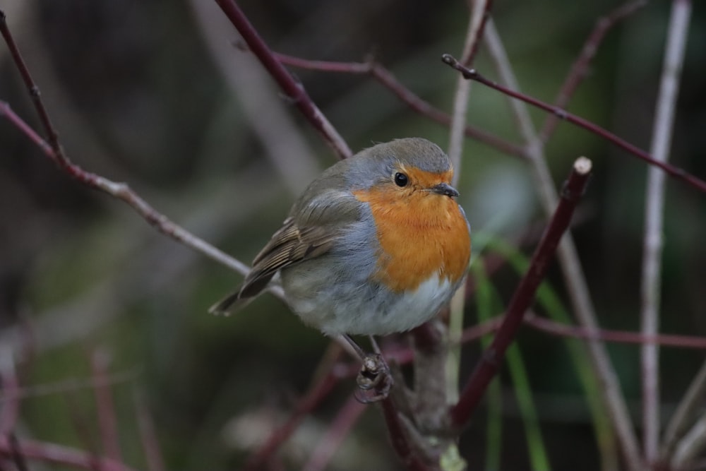 orange white and gray bird on brown tree branch