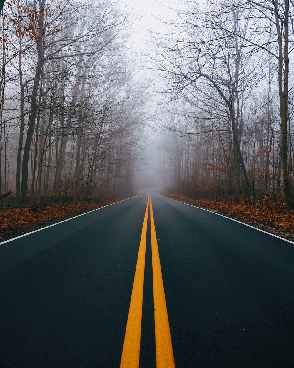 black asphalt road between bare trees