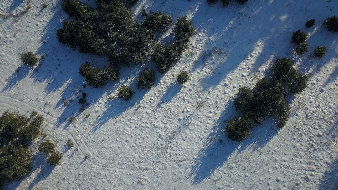 green pine trees on snow covered ground