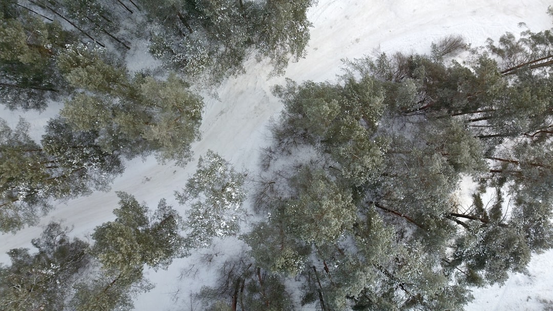 green trees covered with snow