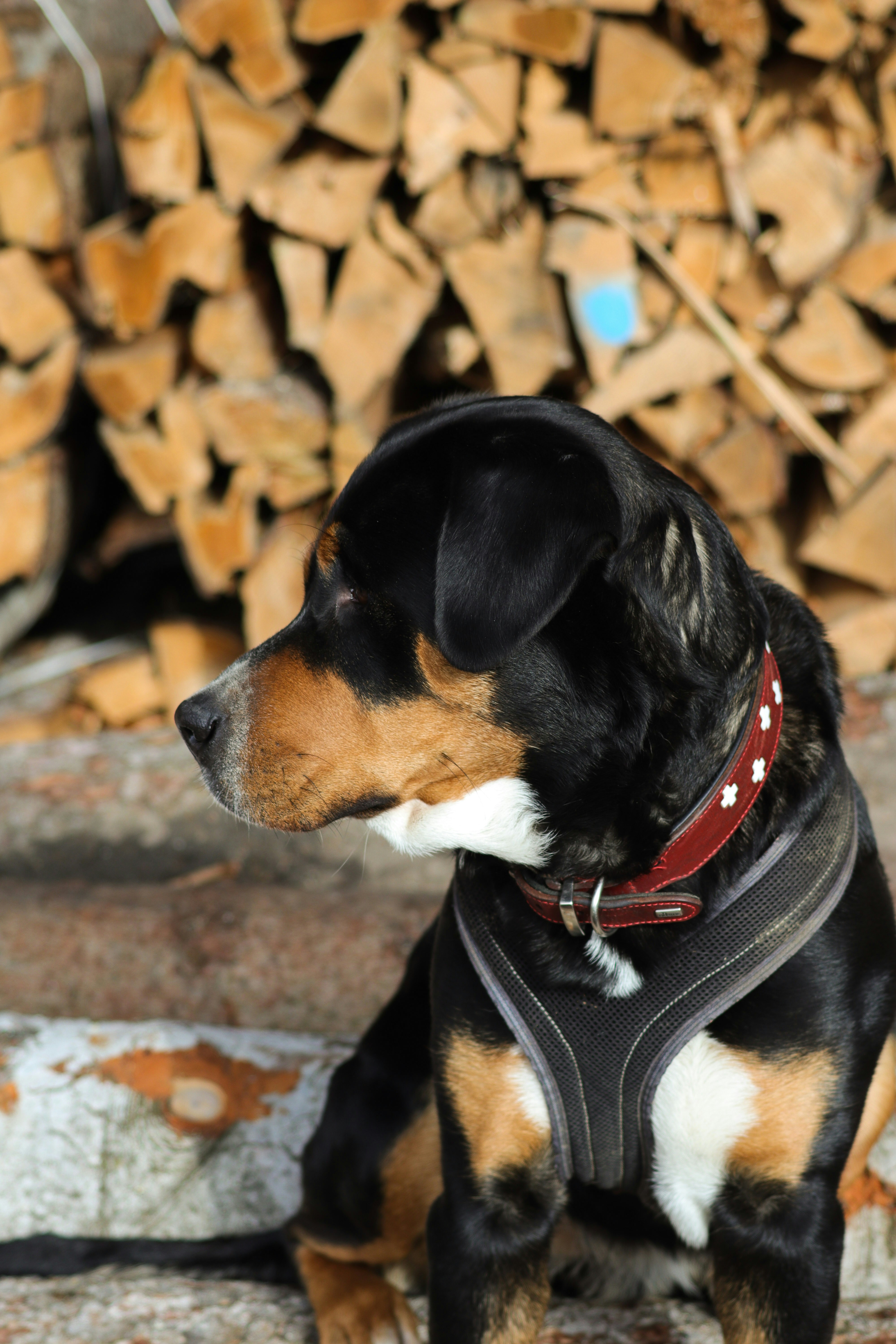 swiss mountain dog