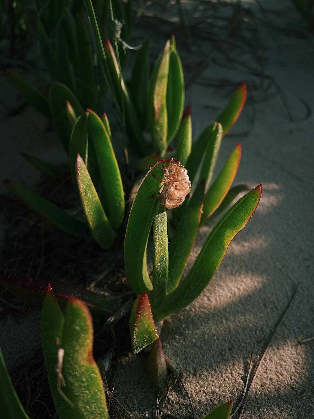 green plant on gray concrete floor