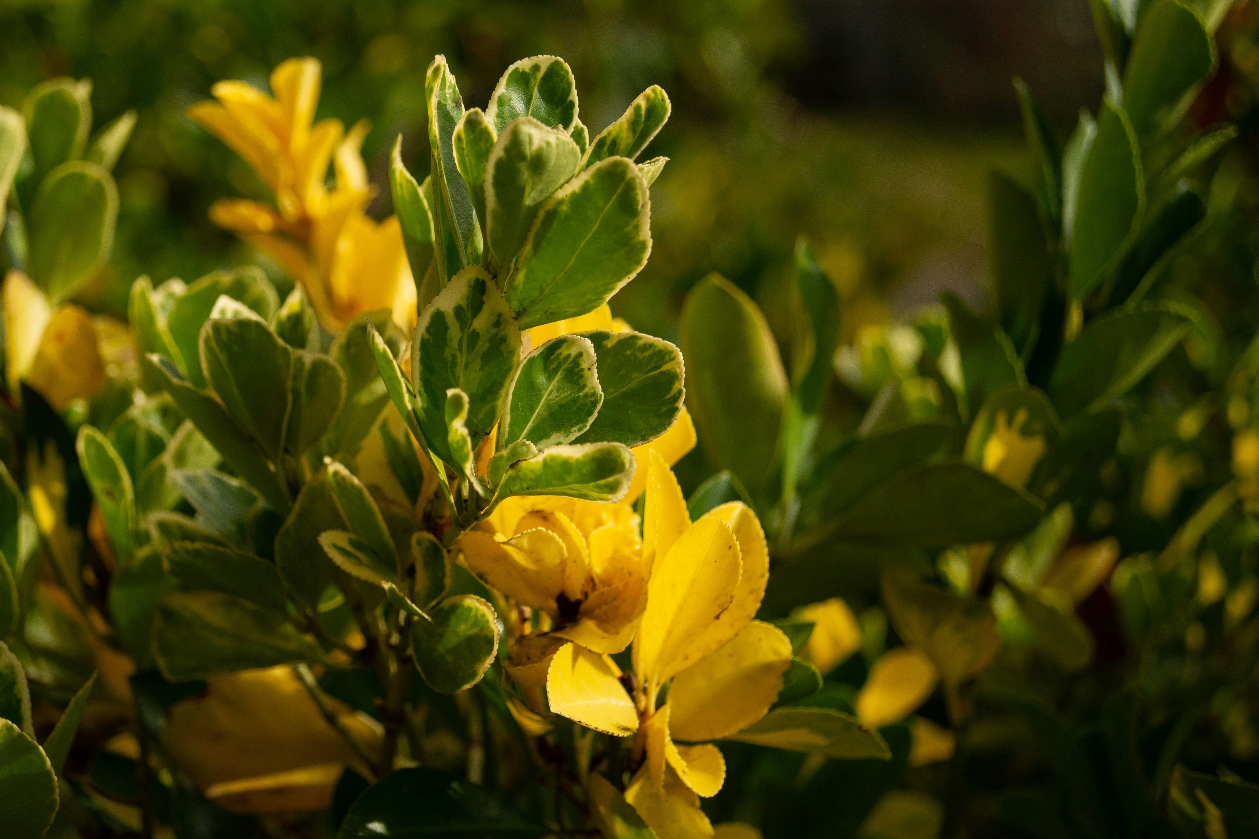 Photo by iamziminvlad