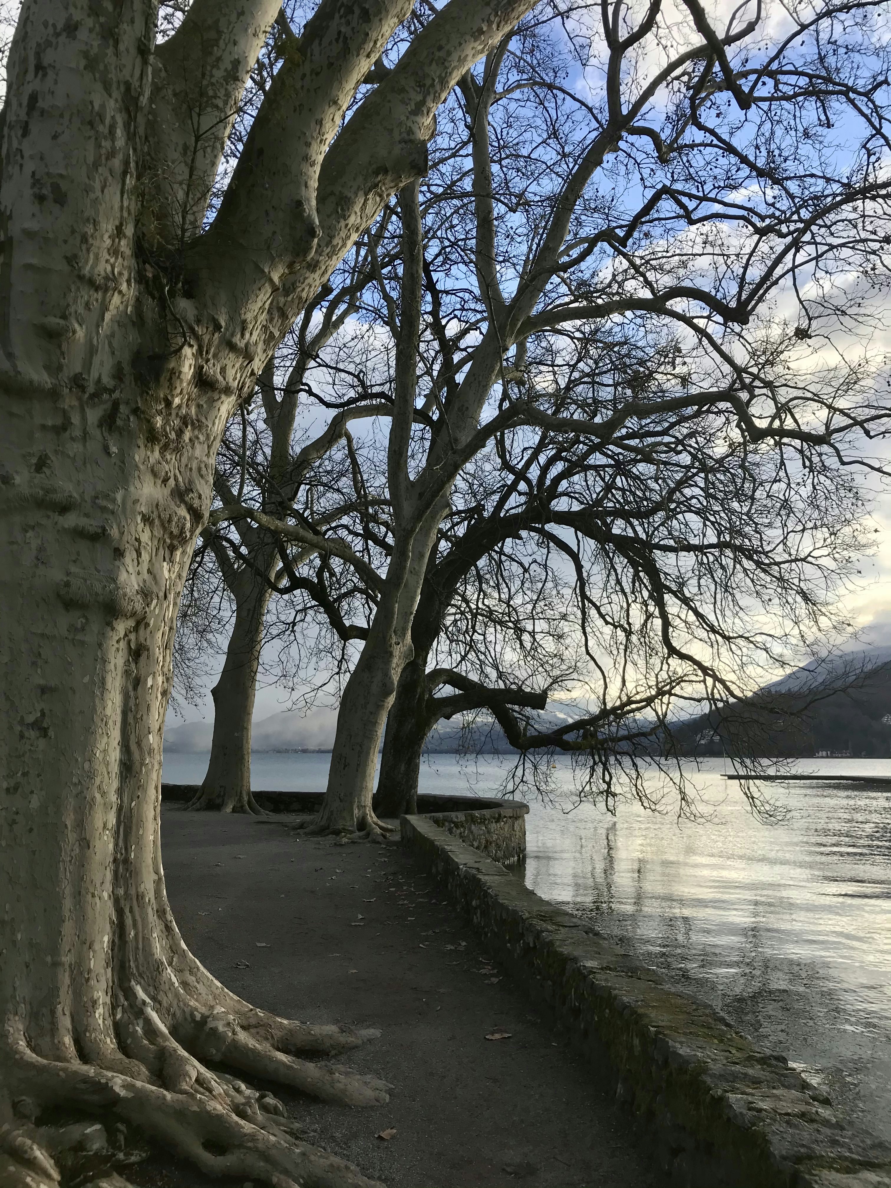 日中の水域近くの茶色の木の幹
