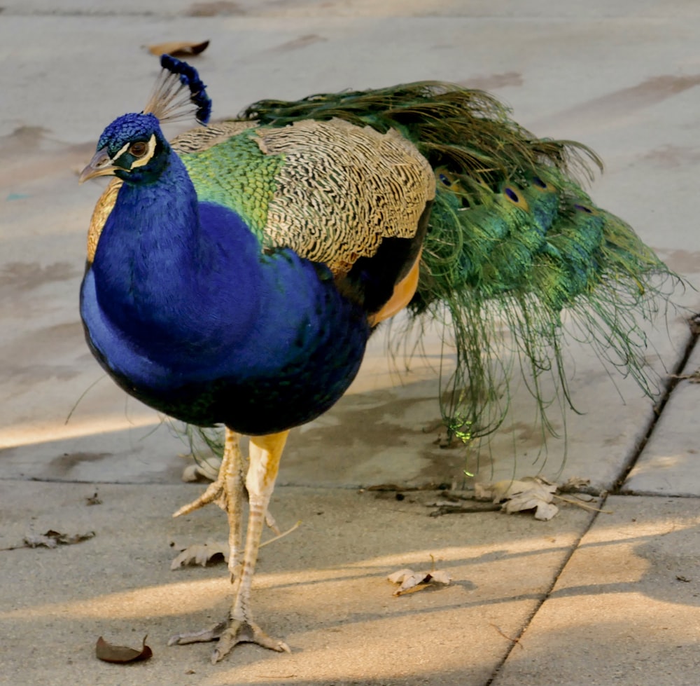 blue green and brown peacock on gray concrete road during daytime