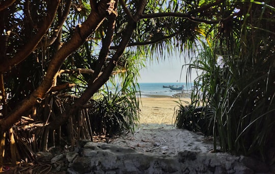 green palm tree on white sand beach during daytime in St. Martin's Island Bangladesh