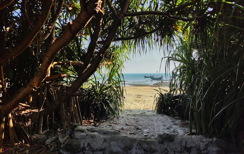 green palm tree on white sand beach during daytime