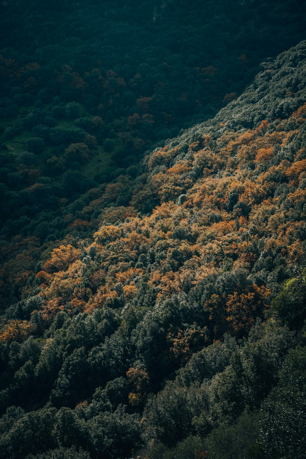 green and brown trees on mountain