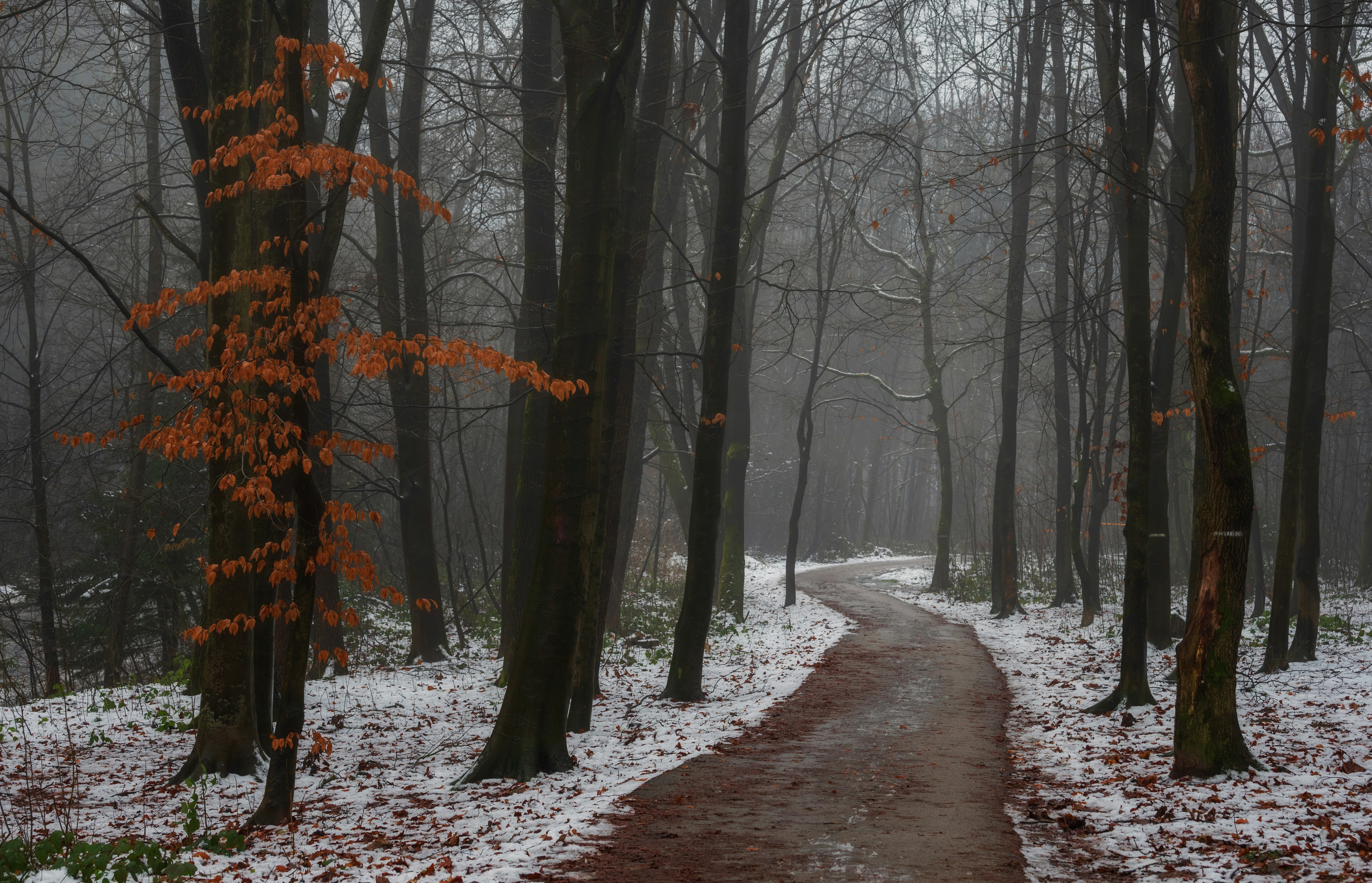 a path in the woods with snow on the ground