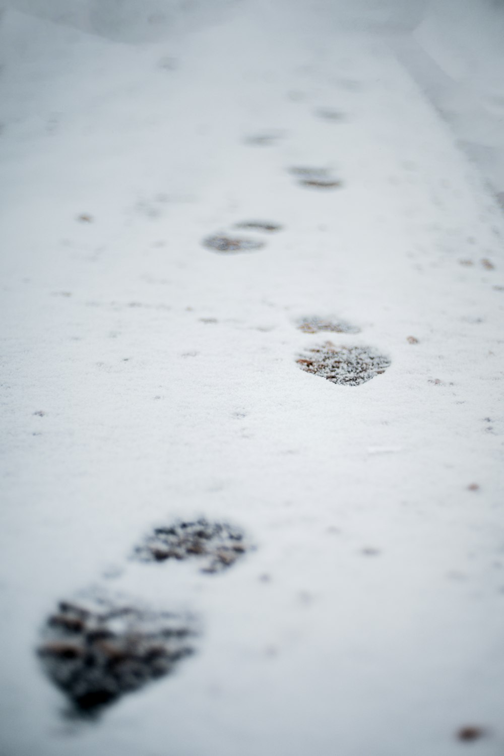 insetto bianco e nero sulla neve bianca