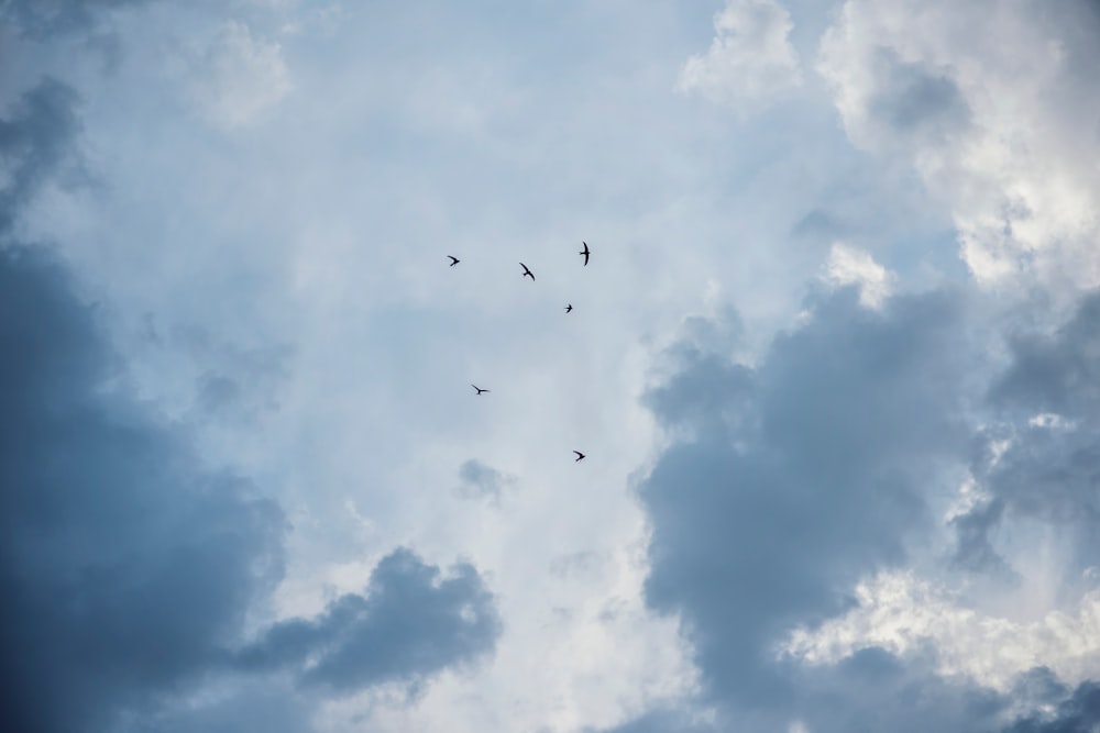 low angle photography of birds flying under white clouds during daytime
