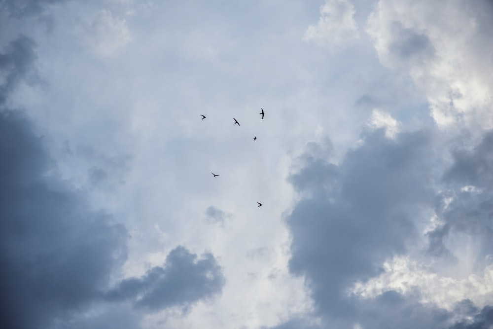 low angle photography of birds flying under white clouds during daytime