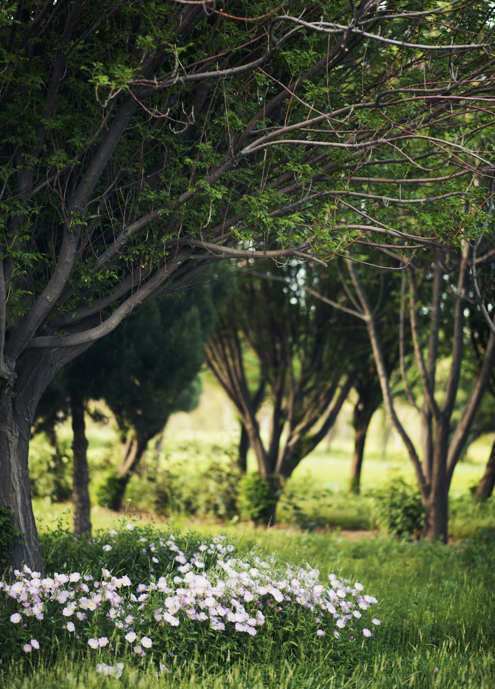 white flowers on green grass field